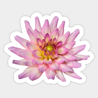 Dahlia flowers Sticker